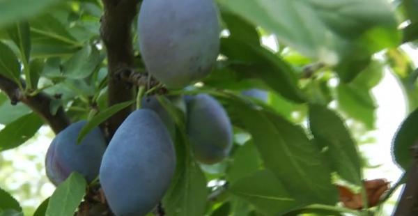 Românii, campioni europeni la producţia de prune