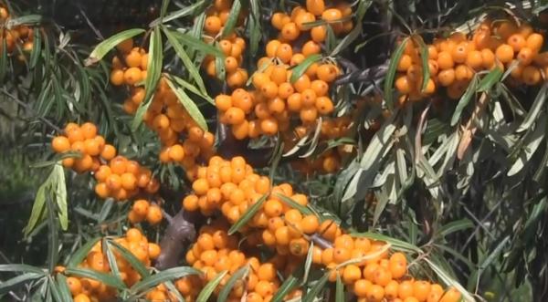 Producție record de cătină pentru cultivatorii români