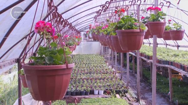 Afacerile cu flori în ghivece, mai profitabile ca agricultura