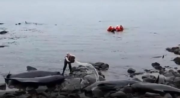 Mobilizare impresionantă în Islanda, pentru salvarea a 50 de balene