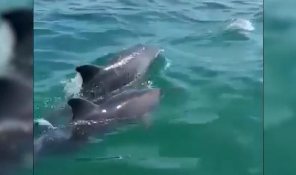 Joaca delfinilor la malul mării, spectacol pentru turiștii din Eforie