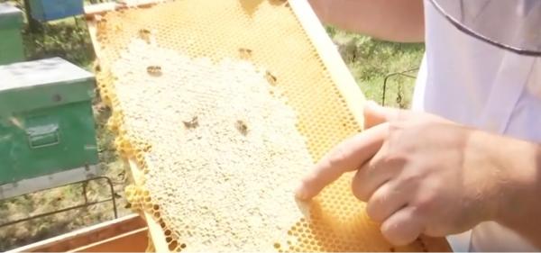 Căpăceala, cel mai puternic medicament apicol