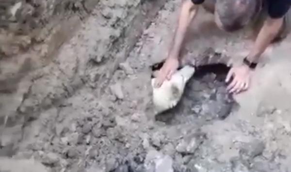 Câine salvat dintr-un canal, după o operațiune de amploare a pompierilor din Argeș