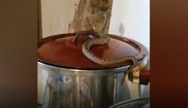 O femeie din Caraş-Severin s-a trezit cu o viperă în bucătărie