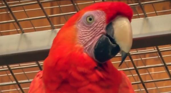 Bărbat din Cehia, pasionat de papagali. Are peste 300 de exemplare