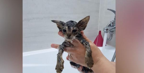 Pisoi salvat de pompierii din Bistrița, după ce a fost aruncat la ghenă: "Lume multă, oameni puţini"