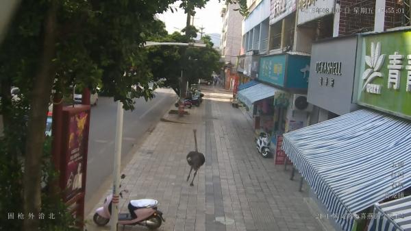 Un struț evadat din adăpost a gonit pe străzile unui oraș din China