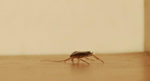 Ploşniţele au invadat căminele studenţeşti din București