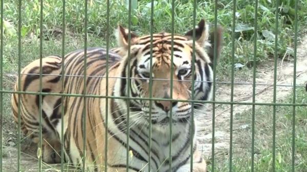 Tratament special pe timp de caniculă pentru animalele de la Zoo Ploieşti