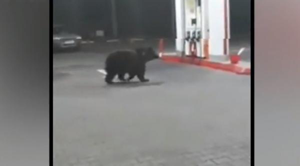 Doi urşi au băgat spaima printre şoferi, într-o benzinărie din Azuga
