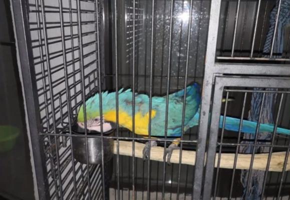 Misiune ieşită din comun pentru pompierii din Giurgiu, chemaţi să salveze un papagal