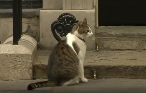 Motanul Larry, de la reşedinţa premierului britanic, în război cu câinele ministrului de Interne
