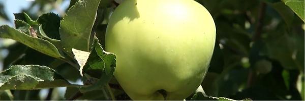 Tot mai puţine mere româneşti se găsesc pe piaţa de la noi