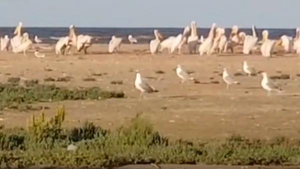 Mai multe păsări au murit pe o insulă, în Tulcea. Accesul turiştilor, restricţionat