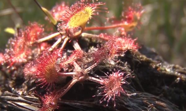 Mlaștina din satul Peșteana are o plantă carnivoră, unică în ţară, din epoca de gheață