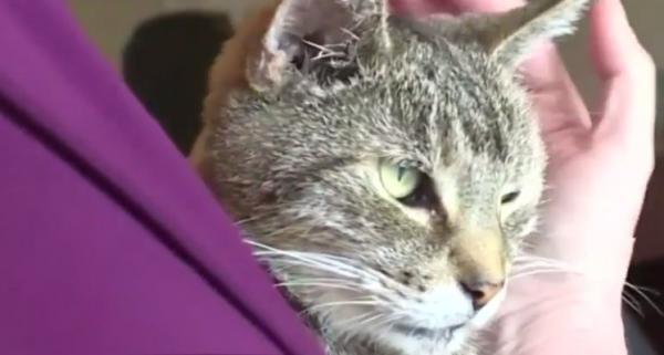 O familie din New York şi-a regăsit pisica dispărută cu 11 ani în urmă