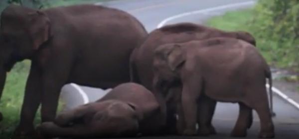 Un elefant a adormit pe o stradă circulată din Thailanda