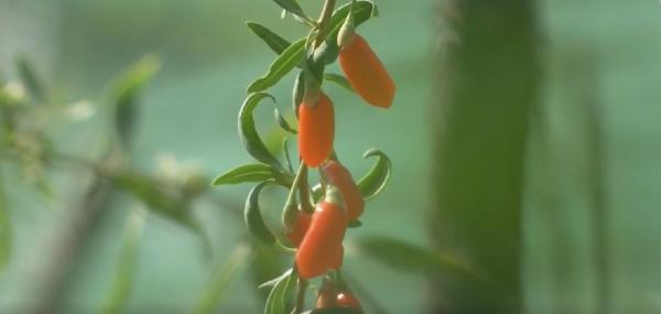 Goji, fructul fericirii şi tinereţii veşnice