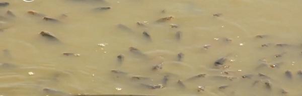 Tone de peşti se sufocă în mai multe râuri, din cauza secetei