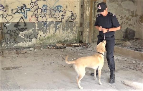 Atestat internațional de salvator pentru un câine labrador de la ISU Hunedoara