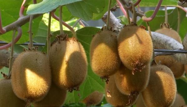 Fructele exotice au prins rădăcini în România