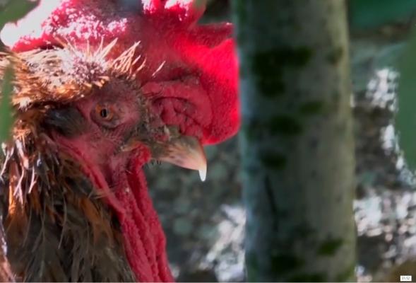 Un cocoş dat în judecată pentru că îşi teroriza vecinii şi-a aflat sentinţa. Ce au decis judecătorii