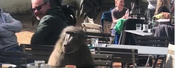 Babuinul care mănâncă spaghete, la un restaurant din Africa de Sud, senzaţia internetului (Video)