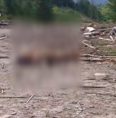 Cal în agonie, târât şi legat de un copac, la marginea unei păduri, ca momeală pentru urşi