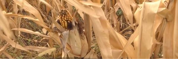 Seceta extremă impune o creştere a preţurilor la alimente