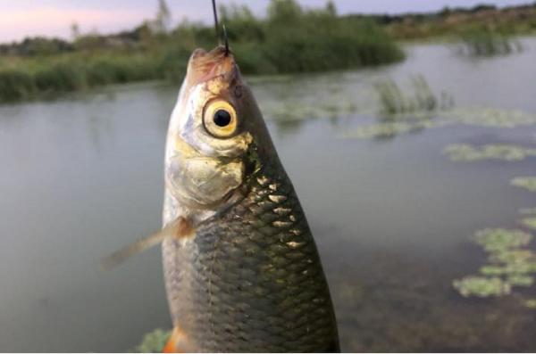 Turiştii din Delta Dunării, aşteptaţi cu produse pescăreşti de sezon