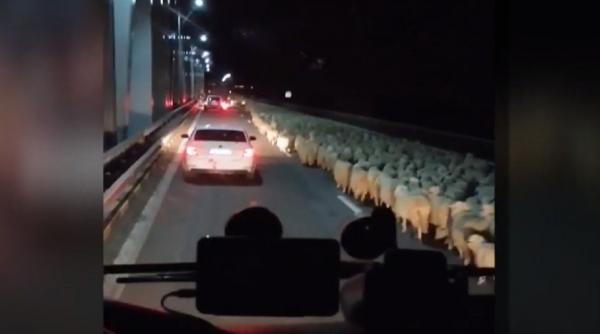 Sute de oi, filmate în timp ce traversează agale Autostrada Soarelui