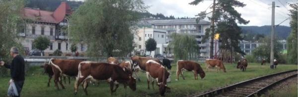 Oraş din România, terorizat de o cireadă de vaci