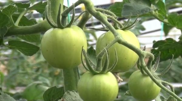 Culturile de roșii, tot mai atrăgătoare pentru fermieri