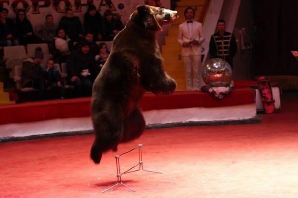 Ursoaice salvate dintr-un circ din Ucraina, mutate în România