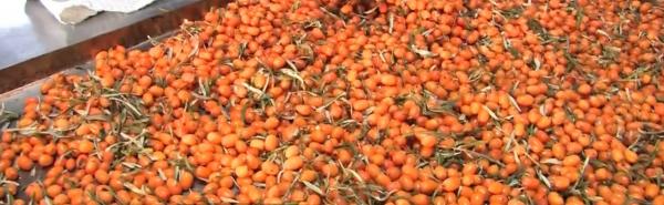 Cătina, leacul pentru o imunitate de fier