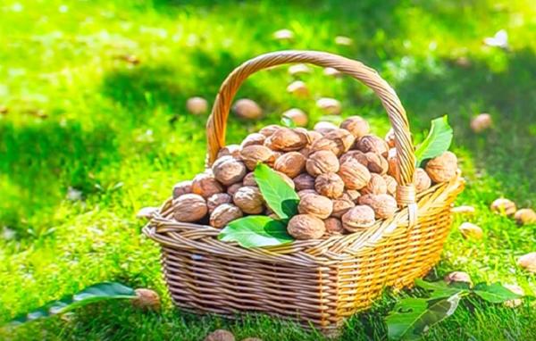 Livada de nuci, o fabrică de bani