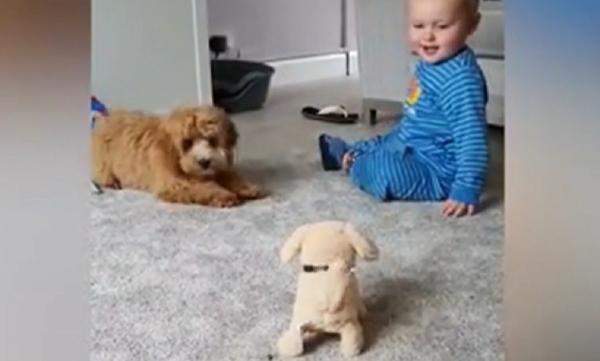 Un câine şi-a găsit rivalul: un alt câine de pluş