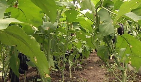 Veşti bune pentru fermieri! Primesc subvenţii când cultivă castraveţi, ardei şi vinete