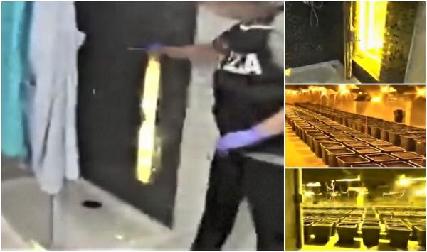 Plantaţie uriaşă de marijuana, descoperită în spatele unei uşi secrete, în cabina de duş, la Cagliari, Italia (Video)