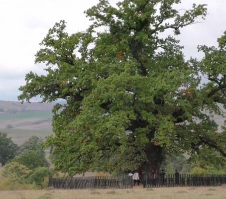 Cel mai bătrân stejar din România are peste 900 de ani şi se află în Braşov