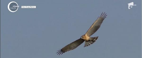 Un vultur care a supravieţuit în zone de război și deșert a murit electrocutat în România