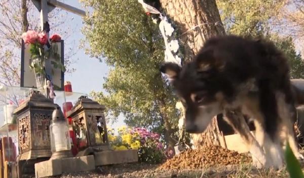 Un câine veghează zi şi noapte locul unde un student din Iași şi-a pierdut viaţa