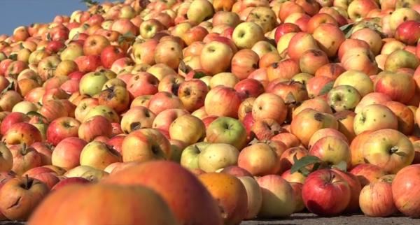 Producție slabă de mere românești în acest an, în Mehedinţi