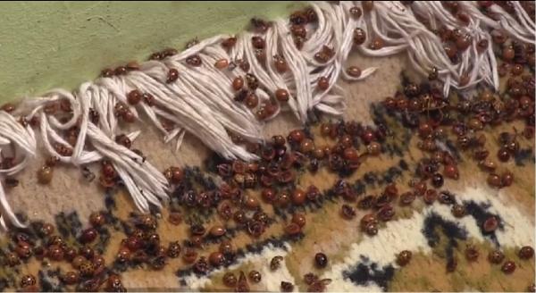 Localitate din Arad, invadată de buburuze precum în filmele de groază (Video)