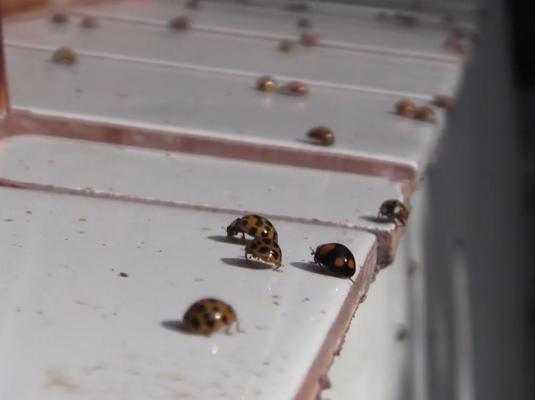 O localitate din Arad a fost invadată de buburuze. Localnicii sunt disperaţi (Video)