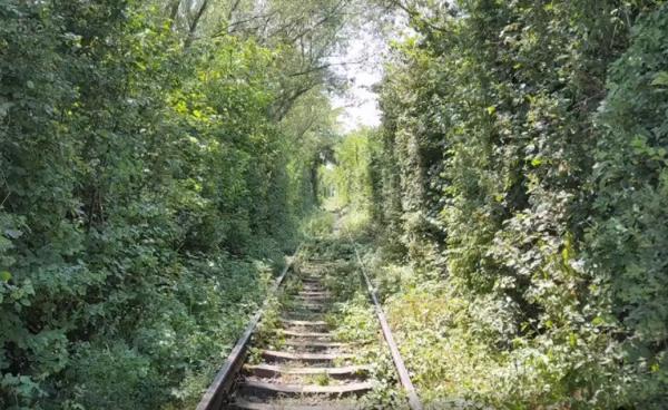 Tunelul Iubirii din Caraş Severin, doar o amintire. Paradisul iubiţilor a fost invadat de buruieni