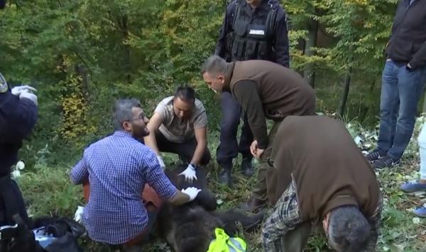 O ursoaică rănită a fost operată chiar în mijlocul pădurii, la Brașov