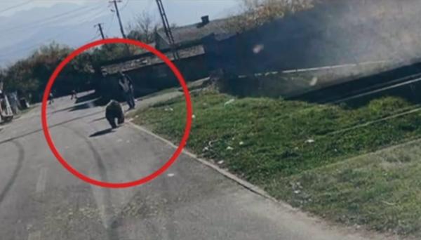 Mărturii după ce un urs a atacat o tânără însărcinată și pe copiii ei, în Brașov: ”Copiii erau speriați”