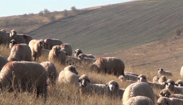 O veche reţetă ciobănească a câştigat teren în bucătăria românească
