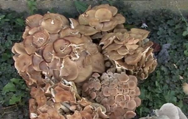 Ciupercile, tot mai puține din cauza secetei. Agricultorii sunt disperaţi